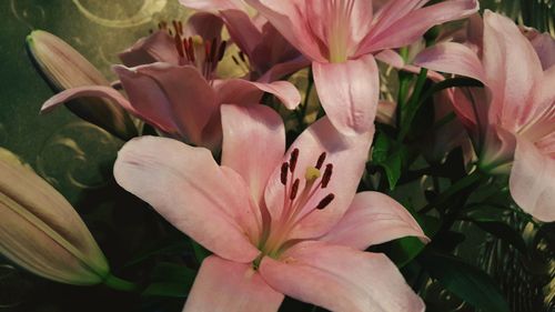 Close-up of pink flower