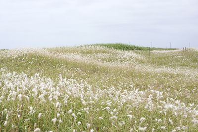 View of corn field against sky