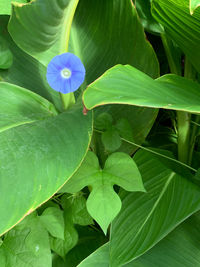 leaf