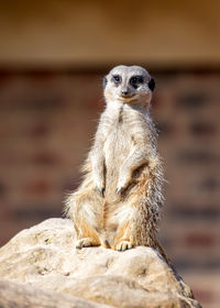 Meerkat on rock