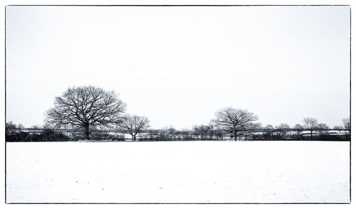 Bare trees on snow field against clear sky