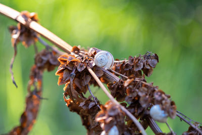 Close-up of insect on plant