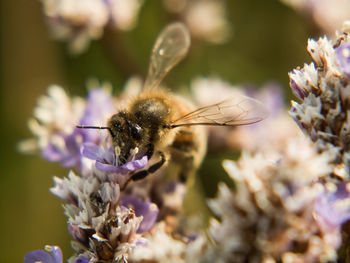 Close-up of bee on purple flower