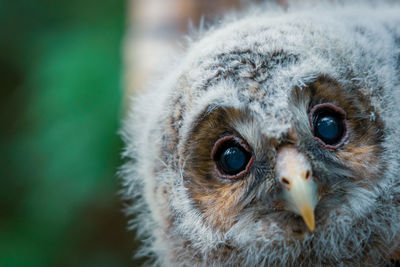 Close-up portrait of a owl