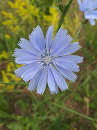 Close-up of purple blue flower