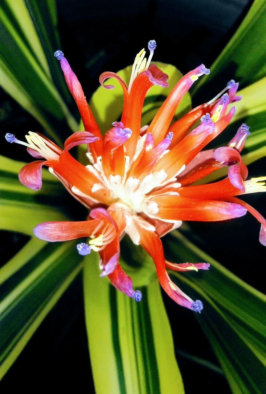 CLOSE-UP OF ORANGE LILY ON PLANT