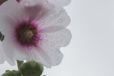 Close-up of wet flower blooming outdoors