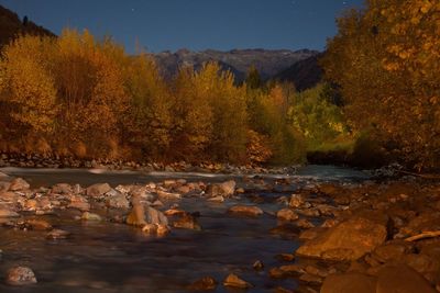 Trees in autumn