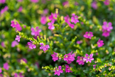 Close-up of purple flowering plants