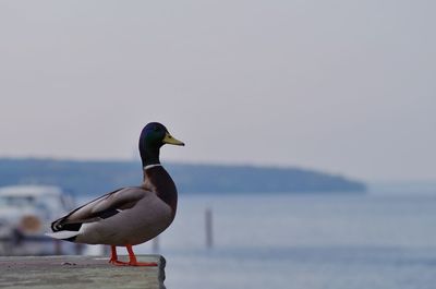 Seagull perching on a beach