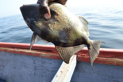 Close-up of hand holding fish in sea