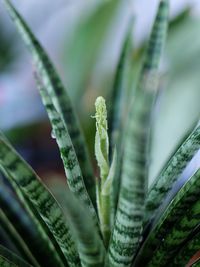 Close-up of snake plant