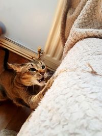 Close-up of a cat looking away