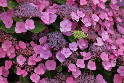 Numerous pink hydrangea mock flowers and flower umbels with a single green umbel for color contrast