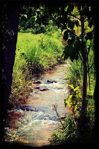 Scenic view of river with trees in background