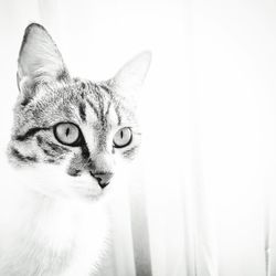 Portrait of cat