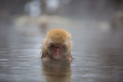 Monkey swimming in lake