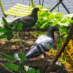 Bird perching on branch