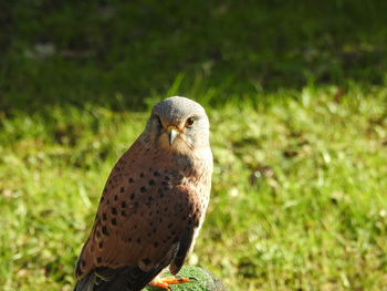 Portrait of bird perching on a field