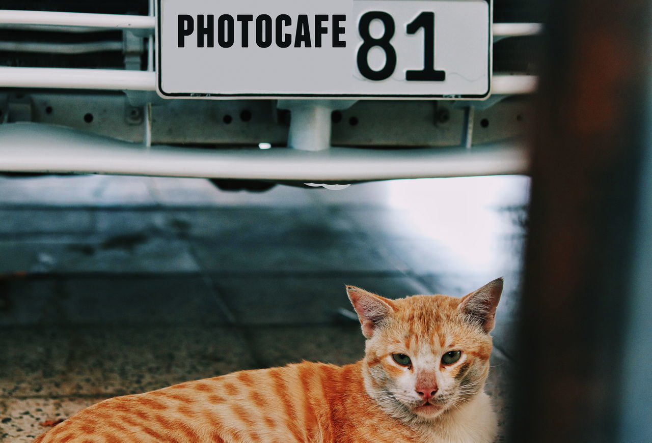 cat, pets, domestic animals, feline, domestic cat, domestic, one animal, animal themes, mammal, animal, vertebrate, focus on foreground, portrait, text, no people, close-up, looking at camera, day, land vehicle, transportation, whisker, ginger cat