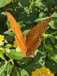 High angle view of butterfly on flower