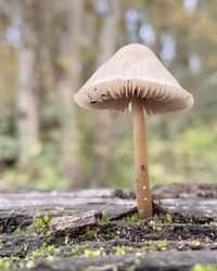 Close-up of mushroom growing on field