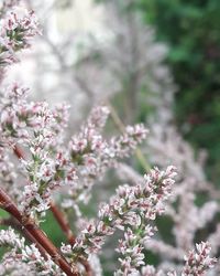 Close-up of pink cherry blossoms in spring