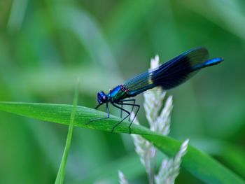 Close-up of insect on green leaf