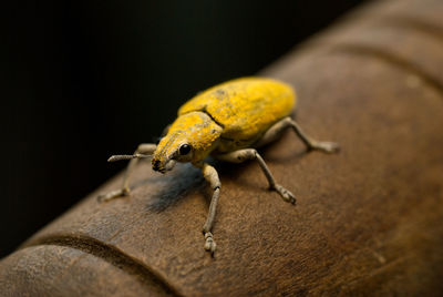 Close-up of yellow weevil insect