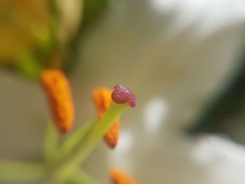 Close-up of orange flower buds