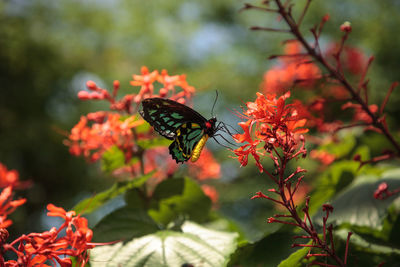 Cairns birdwing butterfly ornithoptera euphorion. this species is endemic to australia.