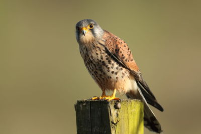 Close-up of bird perching on wooden post