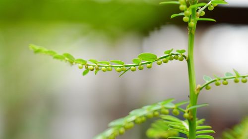 Close-up of ivy growing on plant