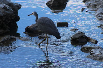 View of bird in water