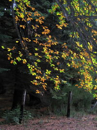 Trees in forest during autumn