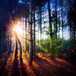 Trees in forest during sunset