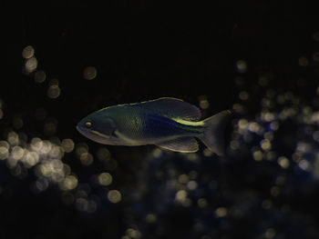 Close-up of fish swimming in sea