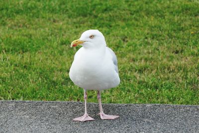 Close-up of bird perching on grass