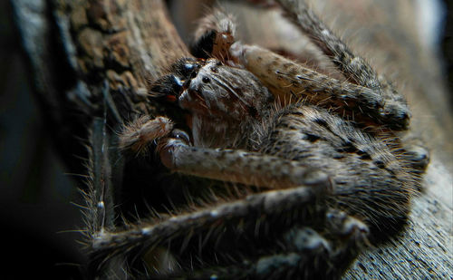 Detail shot of spider