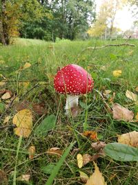 Close-up of fly agaric mushroom on field