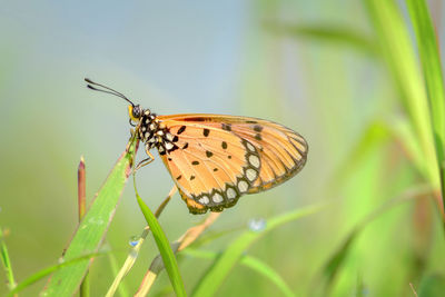 Close-up of butterfly pollinating flower