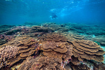 Woman scuba diving undersea