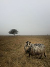 Sheep on field against clear sky