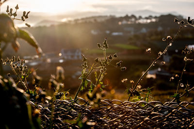 Close-up of plants growing on land