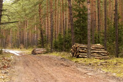 Wooden logs in forest