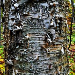 Full frame shot of tree trunk