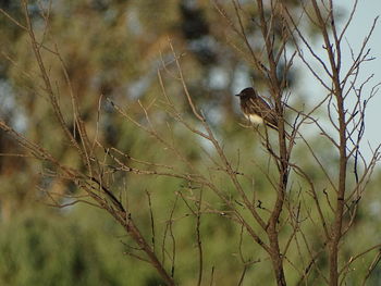 Close-up of bird perching on tree