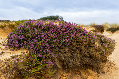 Close-up of purple flowering plants on field against sky