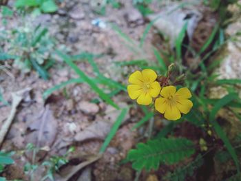 Close-up of yellow flowers