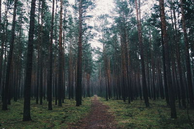 Scenic view of forest